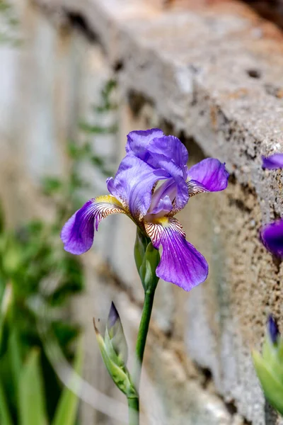 紫罗兰 柔嫩的装饰虹膜 虹膜杂交种 生长在花园的花坛上 阳光明媚的日子 — 图库照片