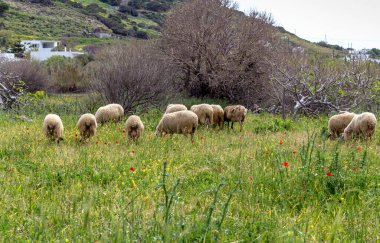 Tarım. Bulutlu bir günde yeşil çayır üzerinde otlatma koyun sürüsü