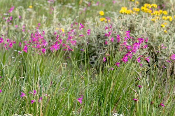 Flora Greece Wild Gladiolus Gladiolus Communis Grows Bloom Meadow Sunny — Fotografia de Stock