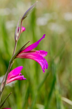 Yunanlı Flora. Vahşi gladiolus (Gladiolus komünü) güneşli bir bahar gününde bir çayırda büyür ve çiçek açar.