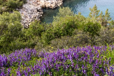 Yem bitkisi (Vicia villosa subsp. Deniz kıyısındaki bir bahar günü, bir dağ çayırında büyüyen leylak çiçekleriyle birlikte.