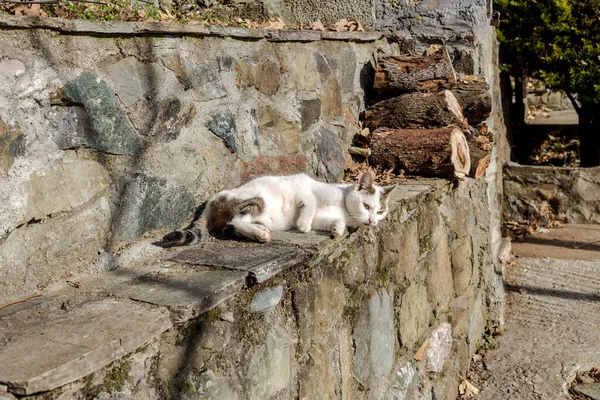 Roztomilá Bílá Kočka Leží Kamenném Plotě Parku Slunečného Zimního Dne — Stock fotografie