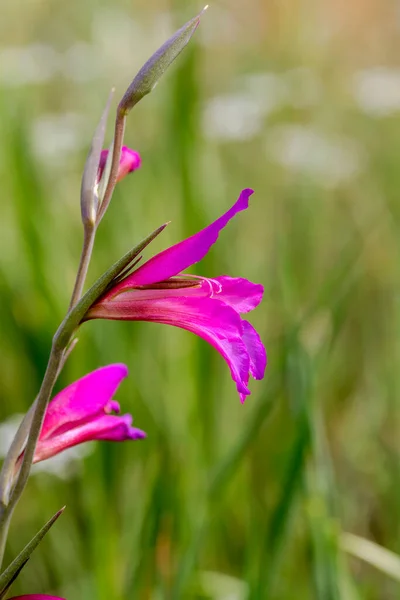 希腊的弗洛拉在一个阳光明媚的春日 野角斗士在草地上生长开花 — 图库照片