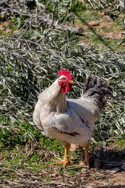 Domestic rooster grazes on the lawn in the courtyard on a sunny spring day