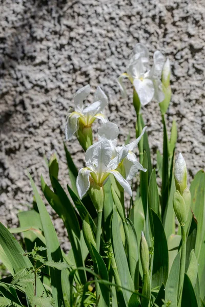 Biała Delikatna Tęczówka Ozdobna Iris Hybrida Rośnie Kwietniku Ogrodzie Wiosną — Zdjęcie stockowe