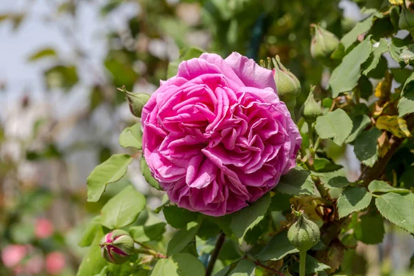 花园里的花坛上长着一朵粉红色的 装饰的玫瑰 — 图库照片