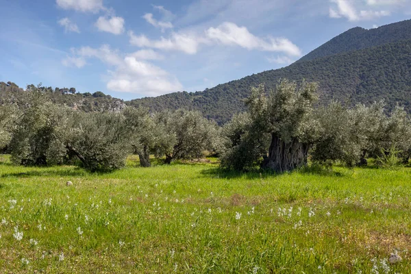 Agricultura Oliveiras Crescem Olival Nas Montanhas Perto Dia Ensolarado Primavera — Fotografia de Stock