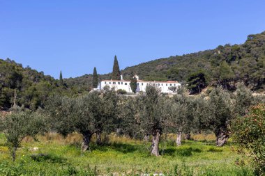 Tarım. Zeytin ağaçları, güneşli bir bahar gününde dağlarda, zeytin korusunda yetişir.