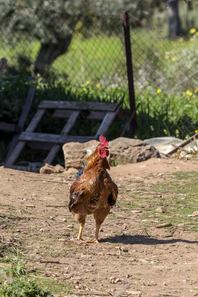Domestic rooster grazes on the lawn in the courtyard on a sunny spring day