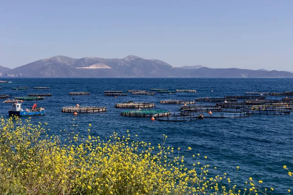 Food industry. Growing fish in the open sea, view of the ponds with fish, mountains and sea (Greece)