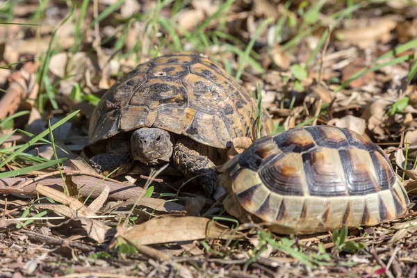 Wild animals. Two wild tortoises sit in grass close-up in the autumn, sunny day