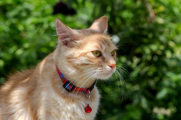 Walk Pets Red Domestic Cat Sitting Green Grass Close — ストック写真