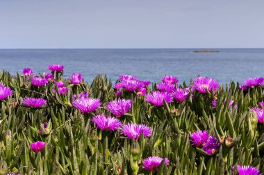 Güneşli bir yaz gününde, denizin arka planında çiçek açan leylak çiçekli sulu (carpobrotus acinaciforis) bir bitki.
