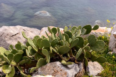 Edible cactus - prickly pear with fruits grows and ripens on a sunny day by the sea close-up