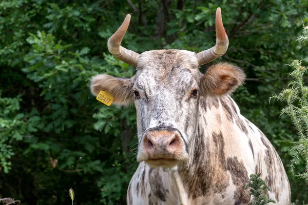Portrait White Spotted Domestic Cow Horns Grazing Forest Close — 스톡 사진