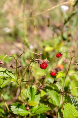 Wild strawberries (Fragaria vesca) with red berries grow in a mountain forest on a sunny, summer day