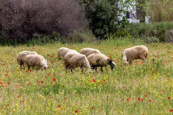 Landbouw Kudde Schapen Grazen Een Groene Weide Een Bewolkte Dag — Stockfoto
