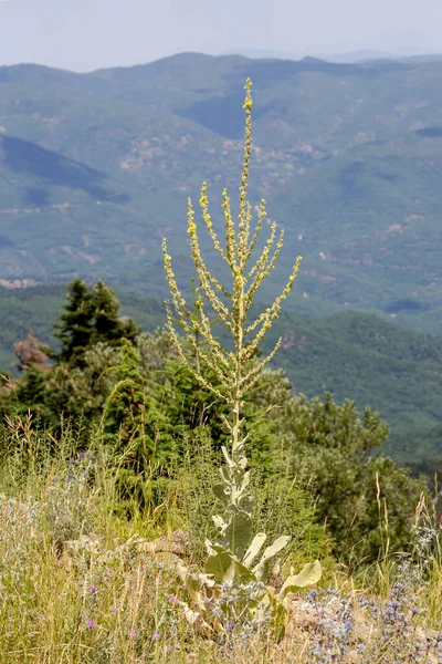 Flora Greece Tall Medicinal Plant Verbascum Phlomoides Yellow Flowers Grows — Stock Photo, Image