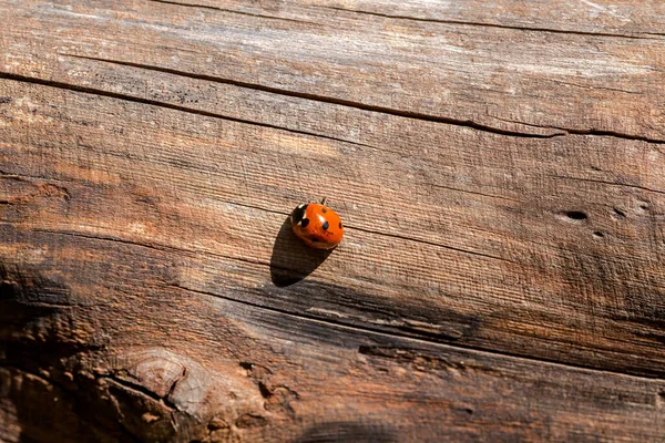 Cute Ladybug Coccinella Septempunctata Сидит Дереве Лесу Солнечный Летний День — стоковое фото