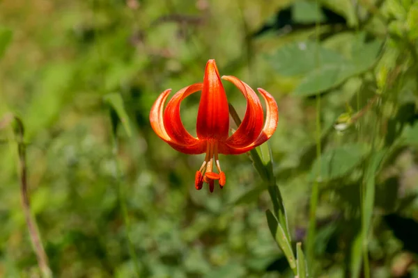 Wild Orange Forest Rare Lily Lilium Martagon Grows Mountain Forest — стоковое фото