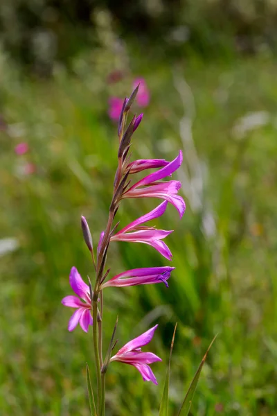 Flora Greece Wild Gladiolus Gladiolus Communis Grows Bloom Meadow Sunny — 图库照片