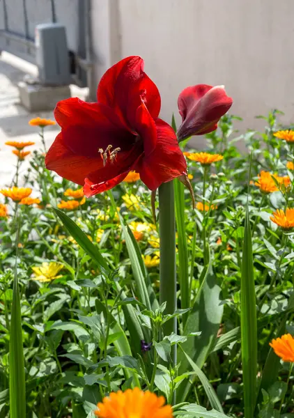 花园近旁的花坛上长着红色的 装饰性的花冠 — 图库照片