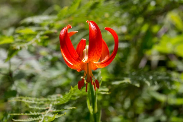 Wild Orange Forest Rare Lily Lilium Martagon Grows Mountain Forest — стоковое фото