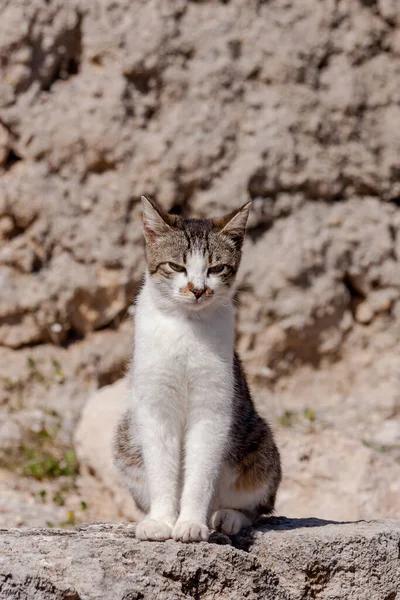 Portrait Beautiful White Gray Cat Green Eyes Close Sunny Spring — Stok fotoğraf