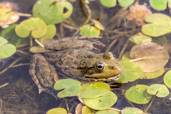 Wilde Dieren Kikker Zit Een Blad Met Waterlelies Een Vijver — Stockfoto