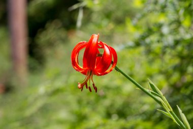 Vahşi, turuncu, orman, nadir zambak (Lilium Martagon) güneşli bir yaz gününde bir dağ ormanında yetişir.
