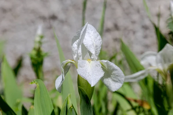 Biała Delikatna Tęczówka Ozdobna Iris Hybrida Rośnie Kwietniku Ogrodzie Wiosną — Zdjęcie stockowe