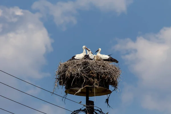 Rare Protected Chicks Stork Ciconia Ciconia Nest Blue Sky Background — Stockfoto