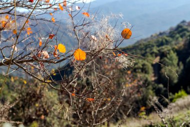 Tree with yellow leaves in the rays of the sun grows against the background of fir forest and mountainson a sunny winter day.