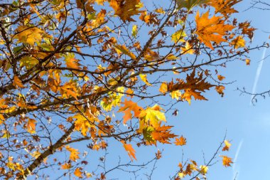 Sycamore (Platanus) in the rays of the sun grows against the background of fir forest and mountainson a sunny winter day