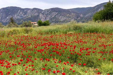 Kırmızı gelincik (Papaver rhoeas), kapalı bir bahar günü çimenlikte yetişir..