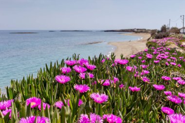 Güneşli bir yaz gününde, denizin arka planında çiçek açan leylak çiçekli sulu (carpobrotus acinaciforis) bir bitki.