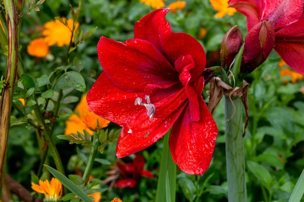 Red Big Decorative Amaryllis Grows Flower Bed Garden Close — Zdjęcie stockowe