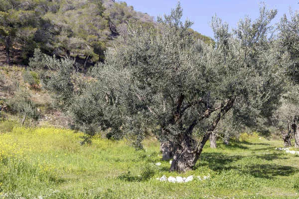 Agriculture Olive Trees Grow Olive Grove Mountains Close Sunny Spring — Stock Photo, Image