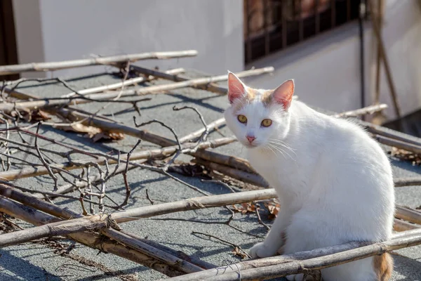 Domácí Mazlíčci Bílá Mladá Kočka Sedící Střeše Stodoly Zblízka Zimě — Stock fotografie