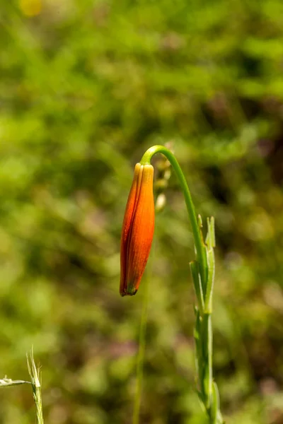 Wild Orange Forest Rare Lily Lilium Martagon Grows Mountain Forest — 图库照片