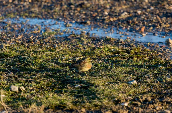 Pequeno Gordo Bonito Juvenil White Throated Sparrow Zonotrichia Albicollis Coleta — Fotografia de Stock