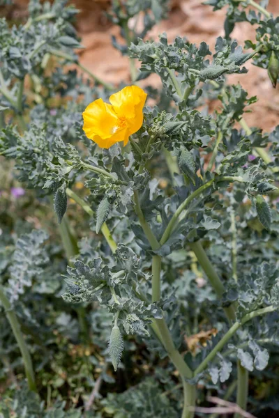 Planta Útil Curativa Glaucium Flavum Con Flores Amarillas Crece Hábitat — Foto de Stock