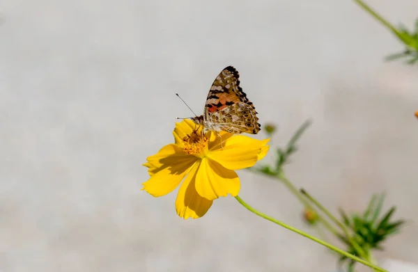 Έντομα Όμορφη Red Admiral Butterfly Οικογένεια Nymphalidae Ένα Κίτρινο Λουλούδι — Φωτογραφία Αρχείου