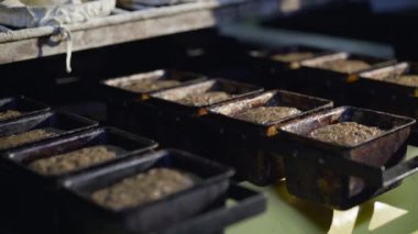 Baker, ekmek pişirmek için otomatik taşıyıcıya kalıp üretiyor.