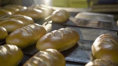 Ekmek fabrikasında çalışma süreci. Fırıncının eli tepsilerden taze buğday somunları alır.