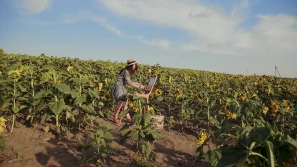 Colorful spaces of sunflower field with female artist painting a landscape — Stock Video