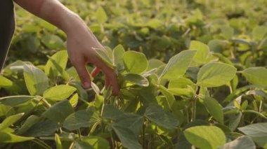 İnsanlar tarlada yeşil mahsullere dokunuyor.