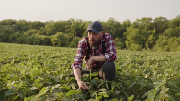 Attraktiver Mann greift nach seiner Ernte — Stockvideo