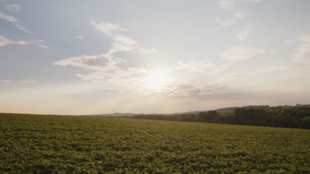 Underbar natur på blå himmel och grönt fält — Stockvideo