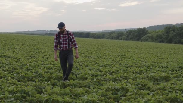 Junger attraktiver Mann geht auf die grüne Wiese — Stockvideo